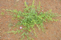 Tricholepis glaberrima